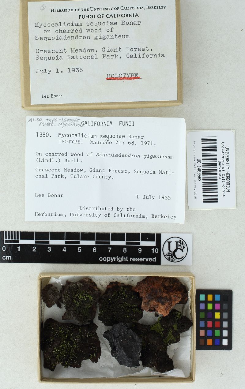 Mycocalicium sequoiae image