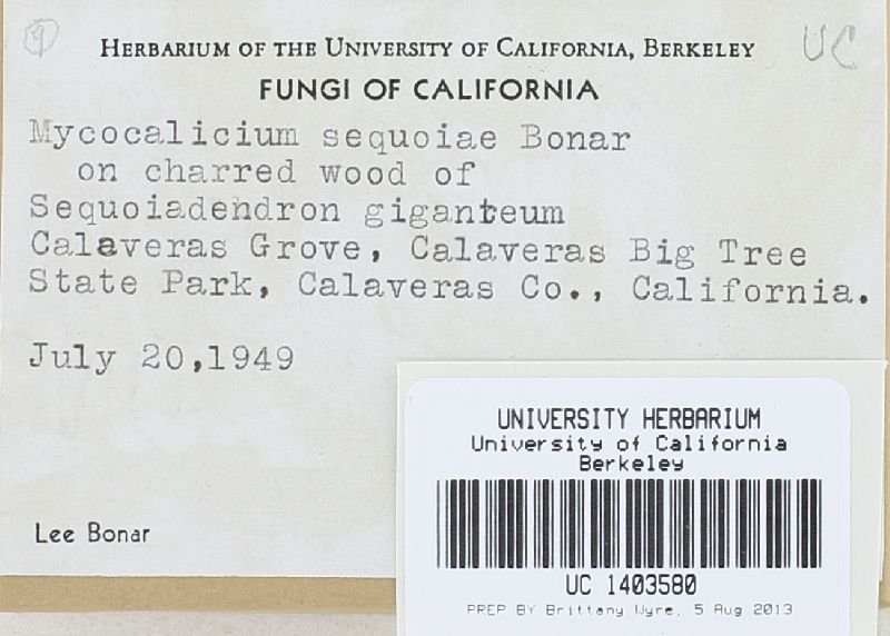 Mycocalicium sequoiae image