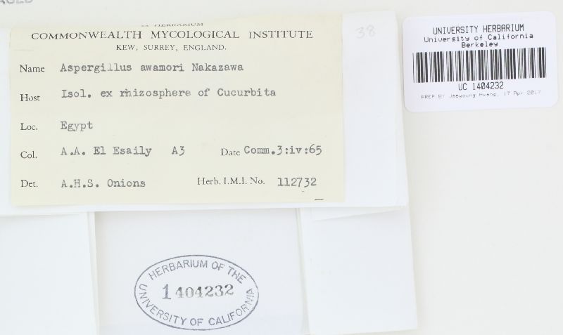 Aspergillus ustus image
