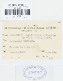 Asteridiella ugandensis var. antiaridis image