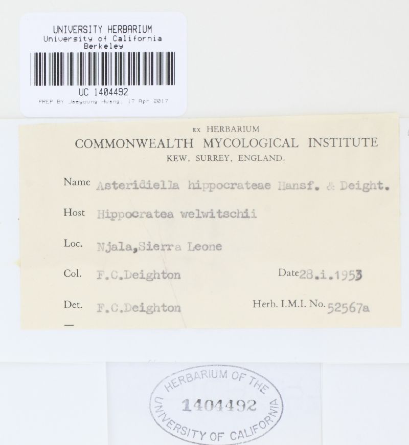 Asteridiella hippocrateae image
