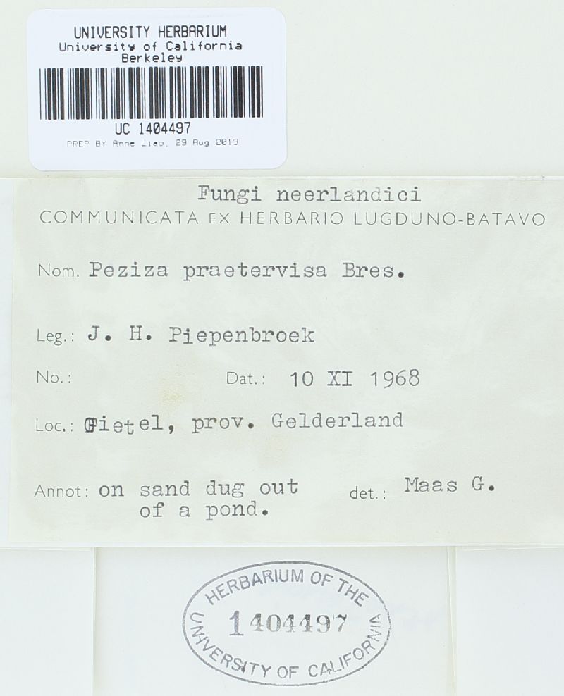 Peziza praetervisa image