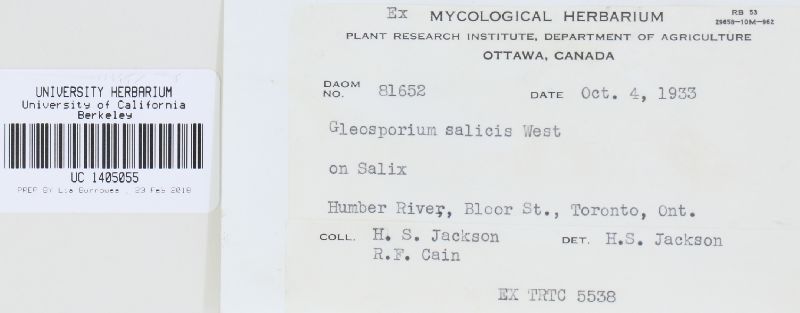 Monostichella salicis image