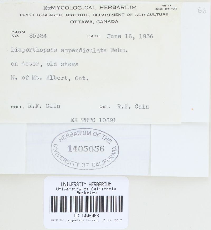 Clypeoporthella appendiculata image