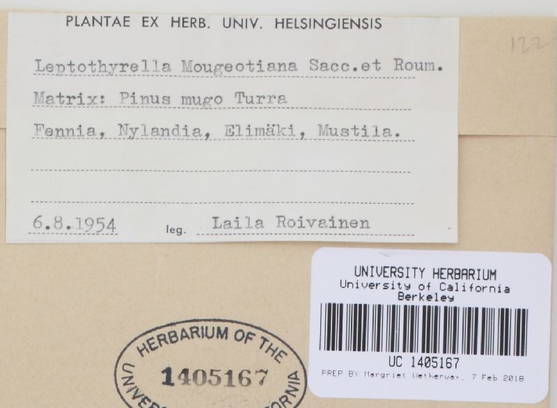 Leptothyrella mougeotiana image