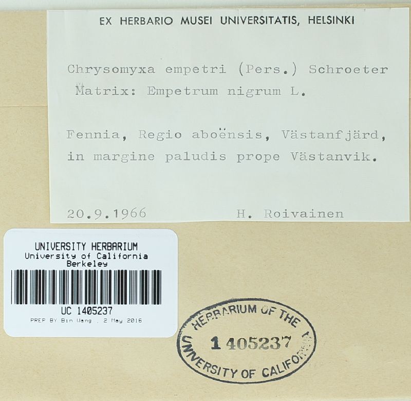 Chrysomyxa empetri image
