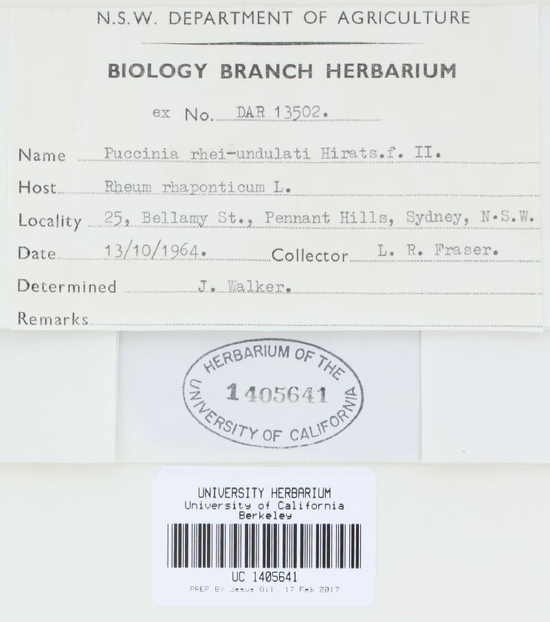 Puccinia rhei-undulati image