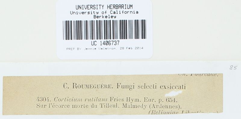 Corticium rutilans image