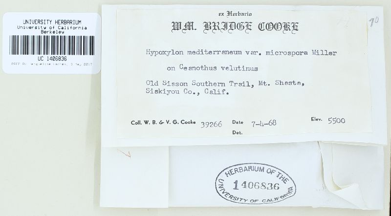 Biscogniauxia mediterranea image
