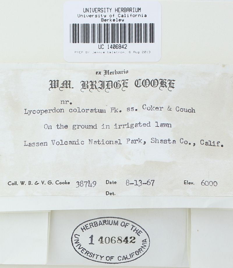 Lycoperdon coloratum image