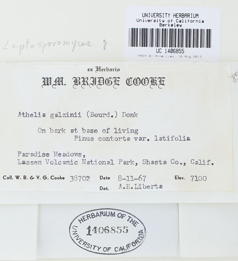 Leptosporomyces galzinii image