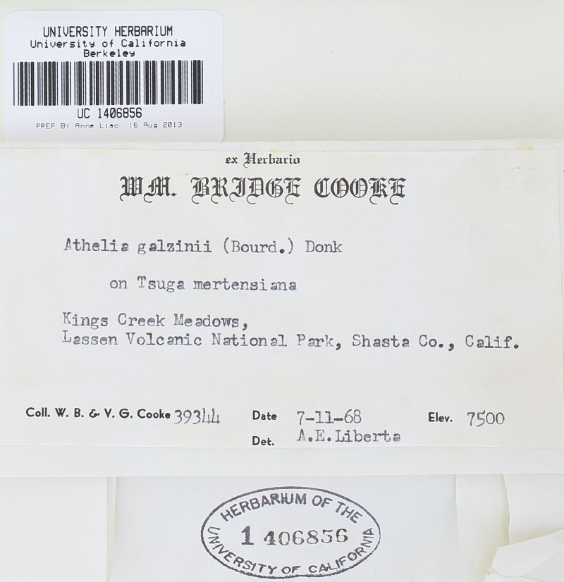 Leptosporomyces galzinii image