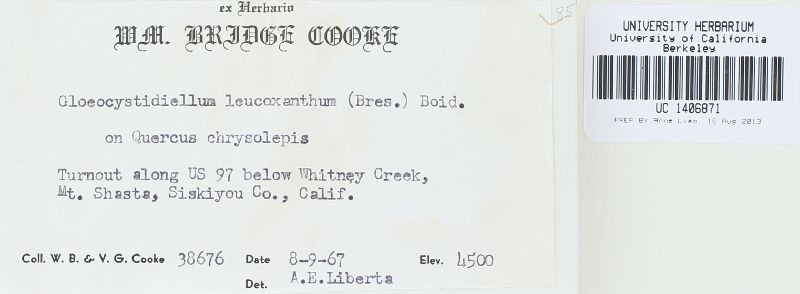 Gloeocystidiellum leucoxanthum image