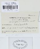 Uromyces lupini image