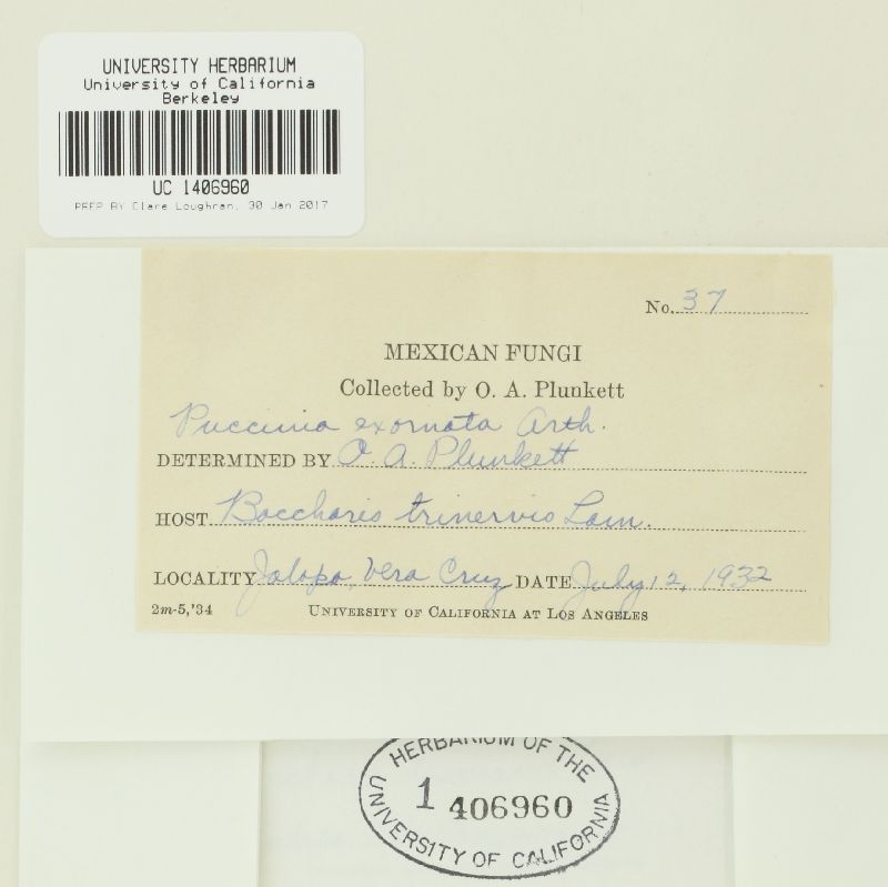 Puccinia exornata image