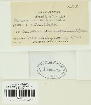 Puccinia malvacearum image