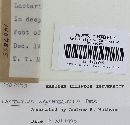 Lactarius xanthogalactus image