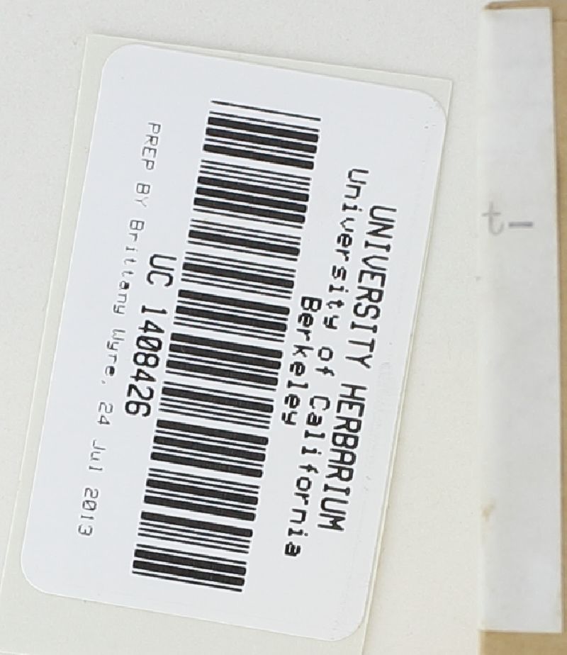 Lycoperdon spadiceum image