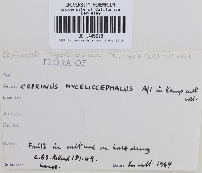 Coprinopsis myceliocephala image