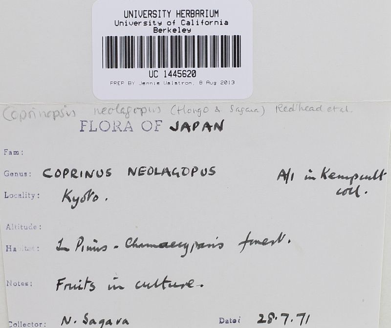 Coprinopsis neolagopus image