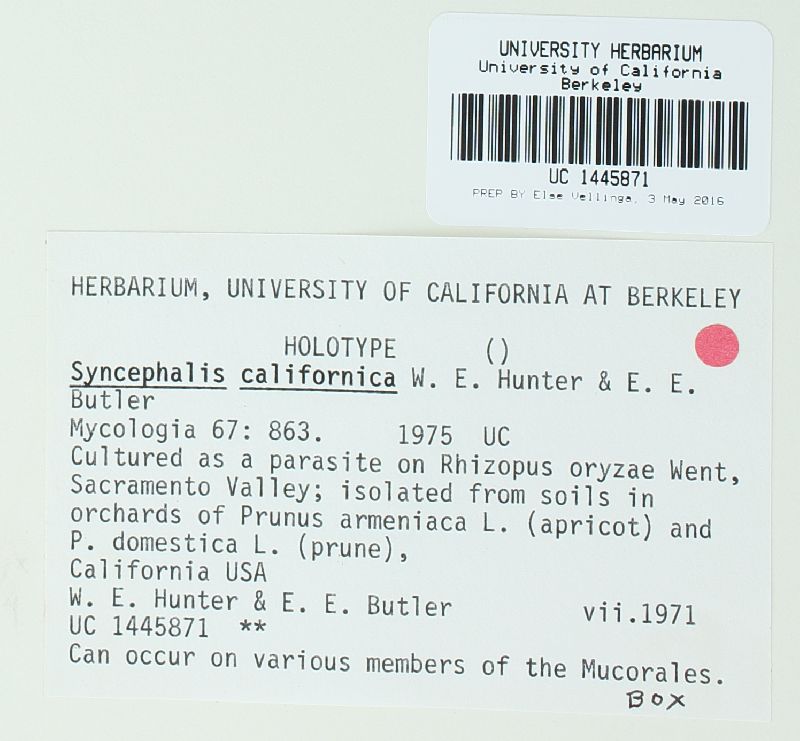 Syncephalis californica image