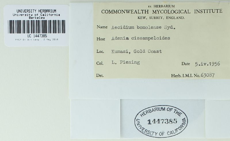 Aecidium bomolense image