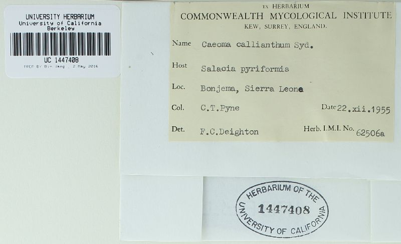 Elateraecium callianthum image