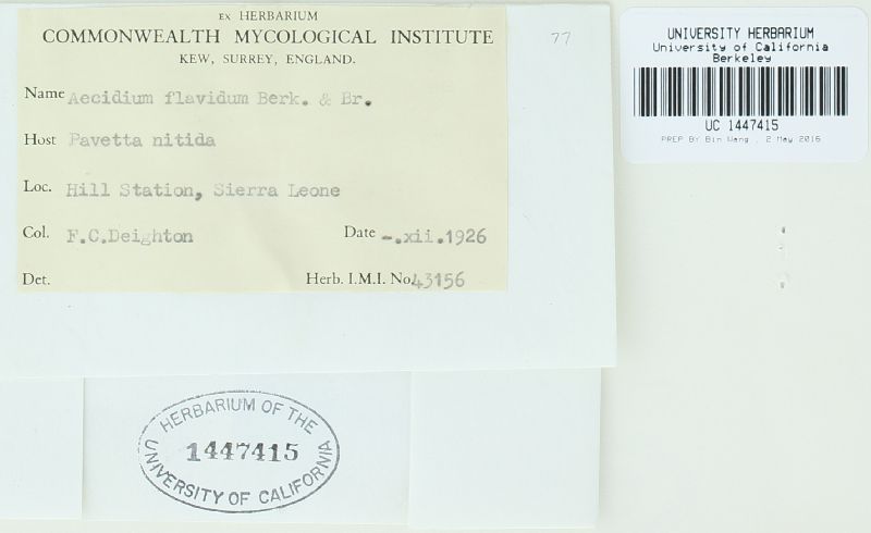 Aecidium flavidum image