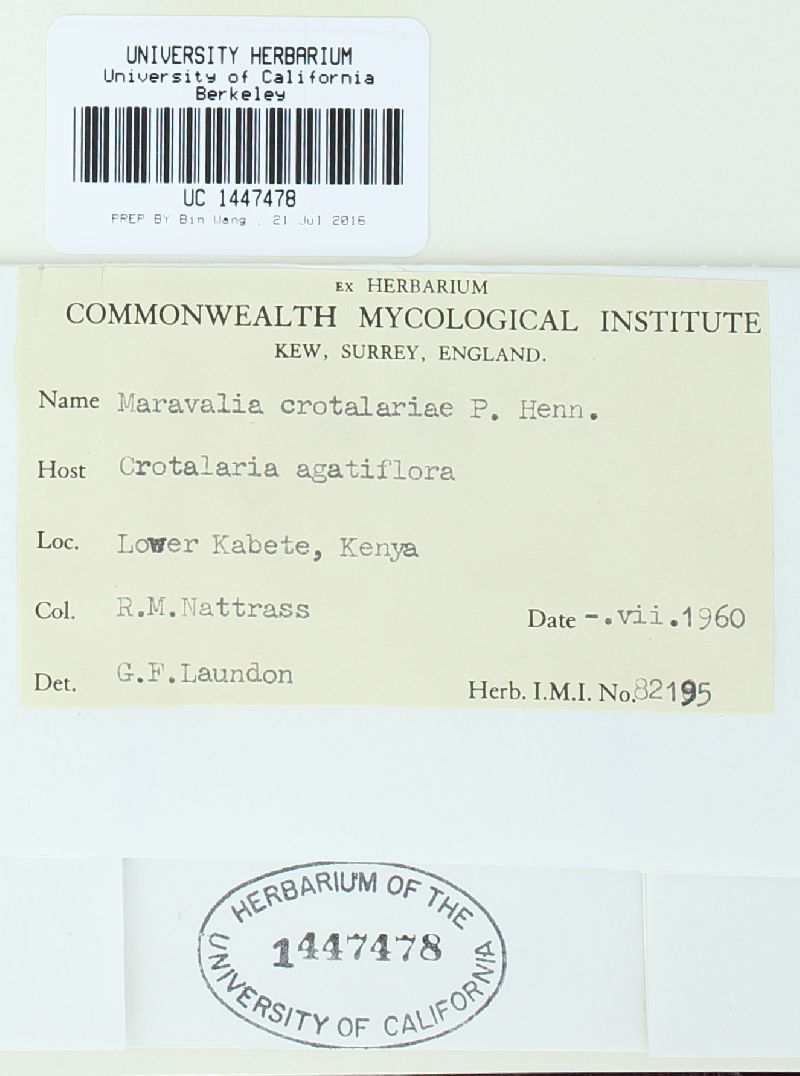 Maravalia crotalariae image