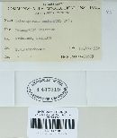Coleosporium tussilaginis image