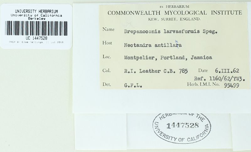 Drepanoconis larvaeformis image