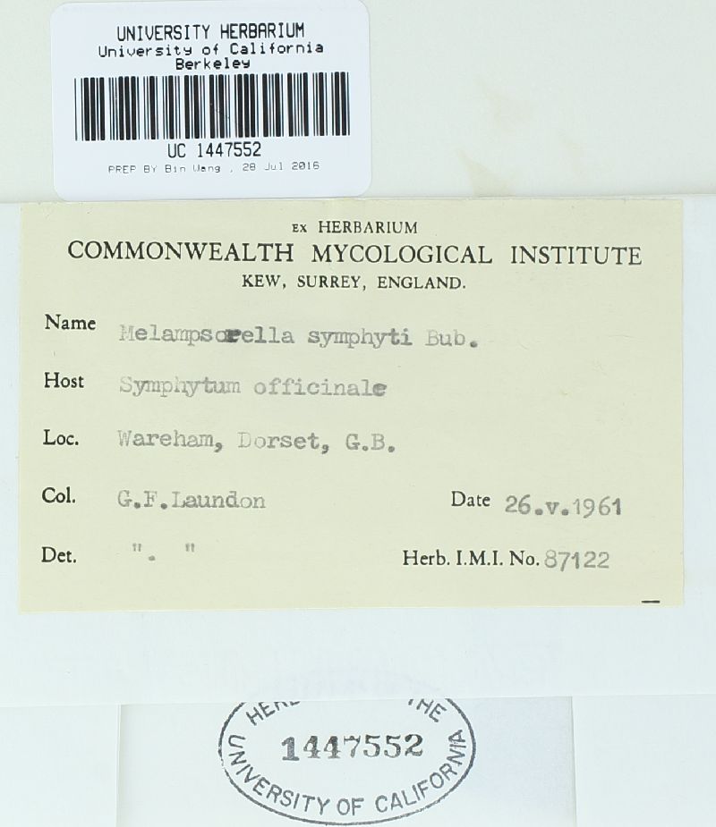 Pucciniastrum symphyti image