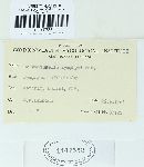 Melampsorella symphyti image