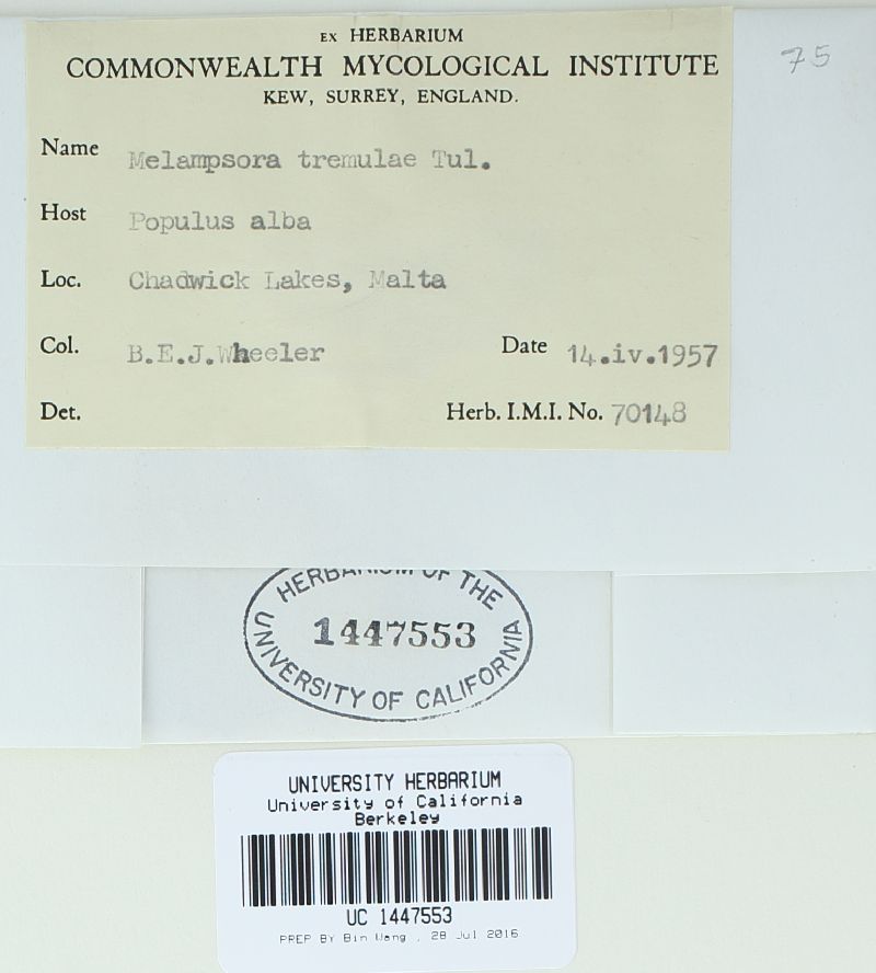 Melampsora populnea image