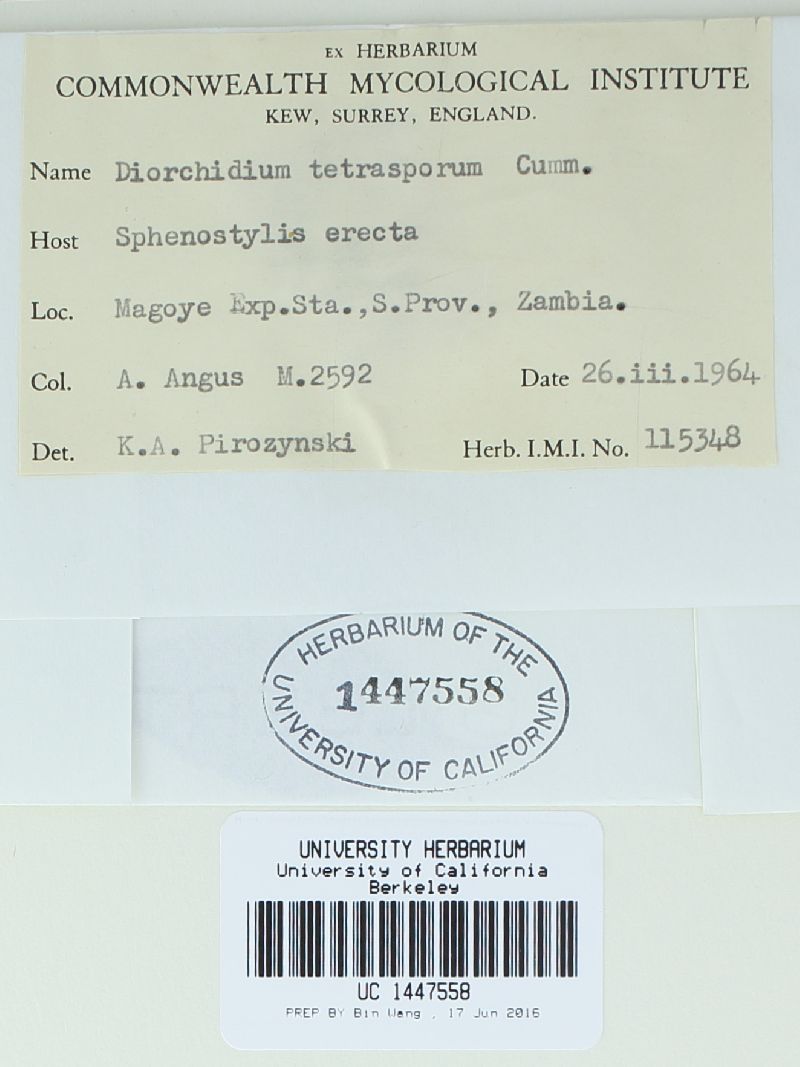 Diorchidium tetrasporum image
