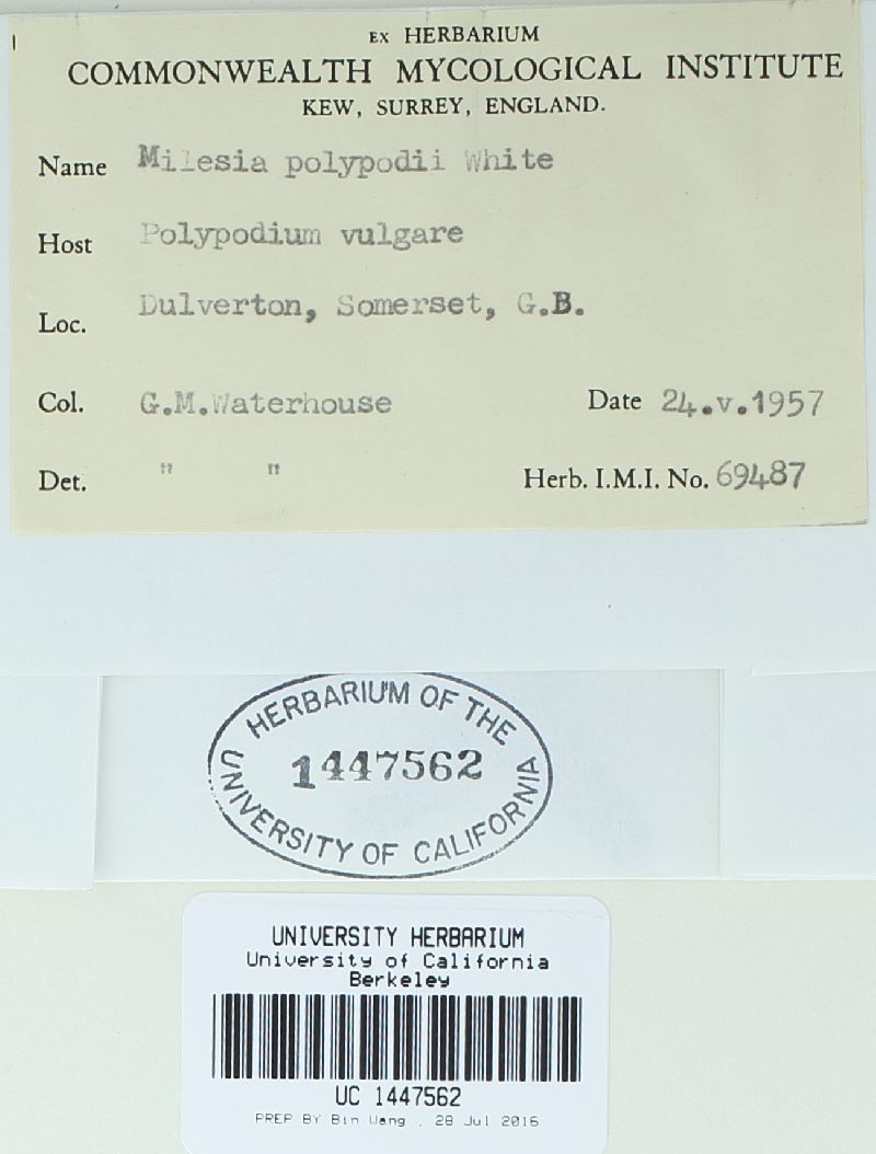 Milesia polypodii image