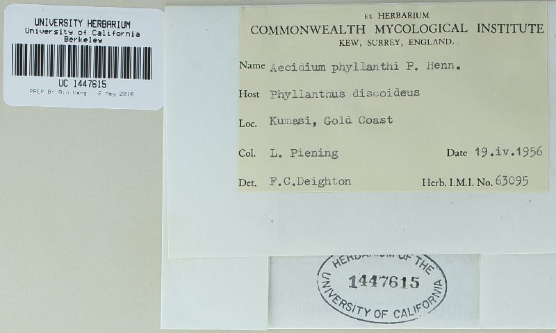 Aecidium phyllanthi image