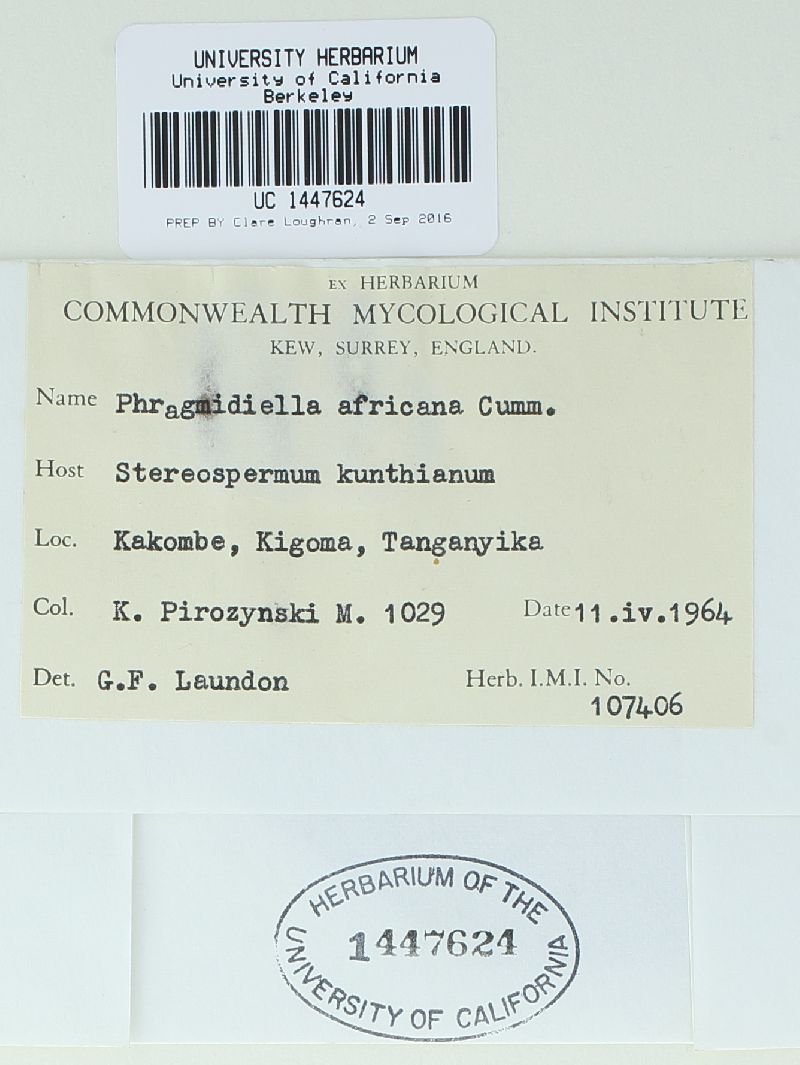 Phragmidiella africana image