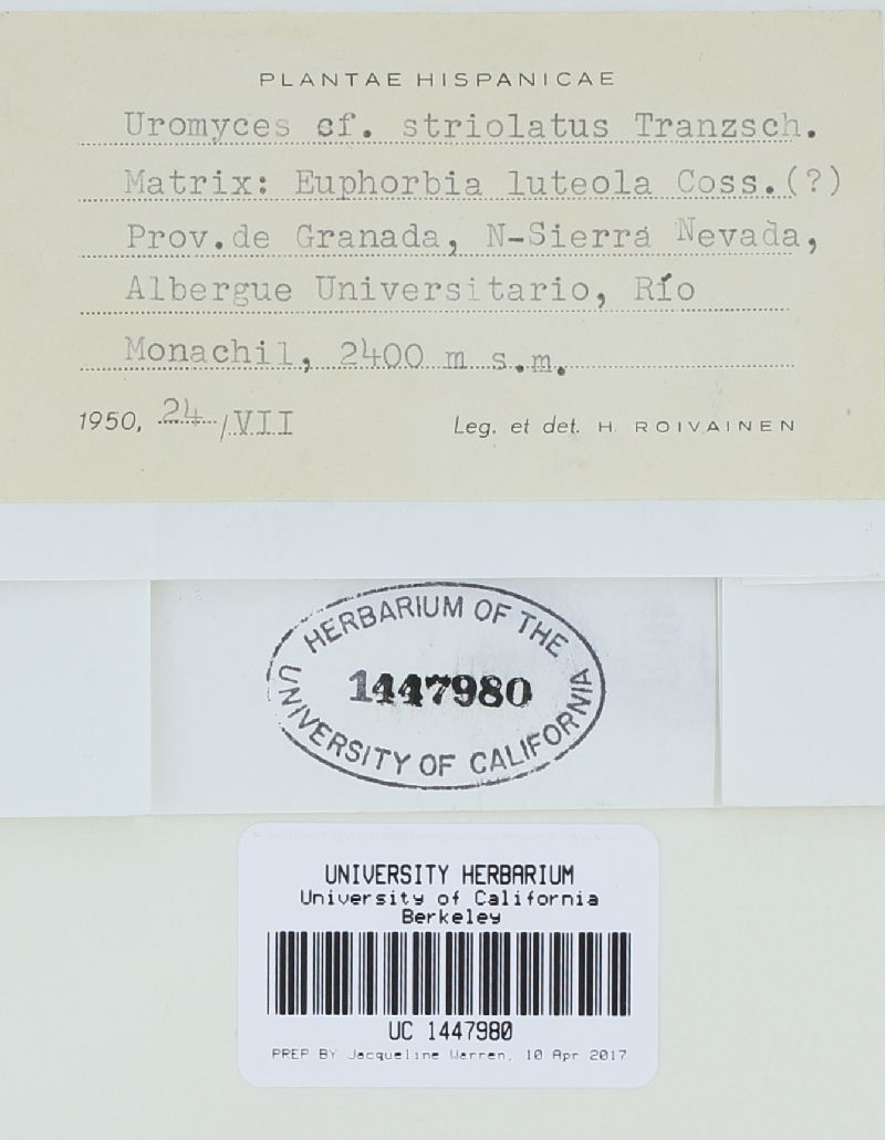 Uromyces striolatus image