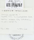 Puccinia violae image