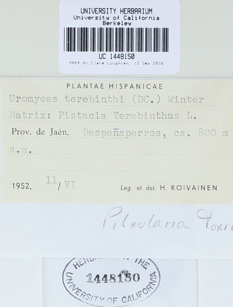 Pileolaria terebinthi image