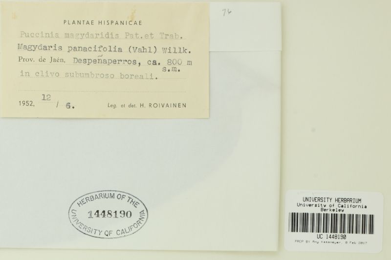 Puccinia magydaridis image