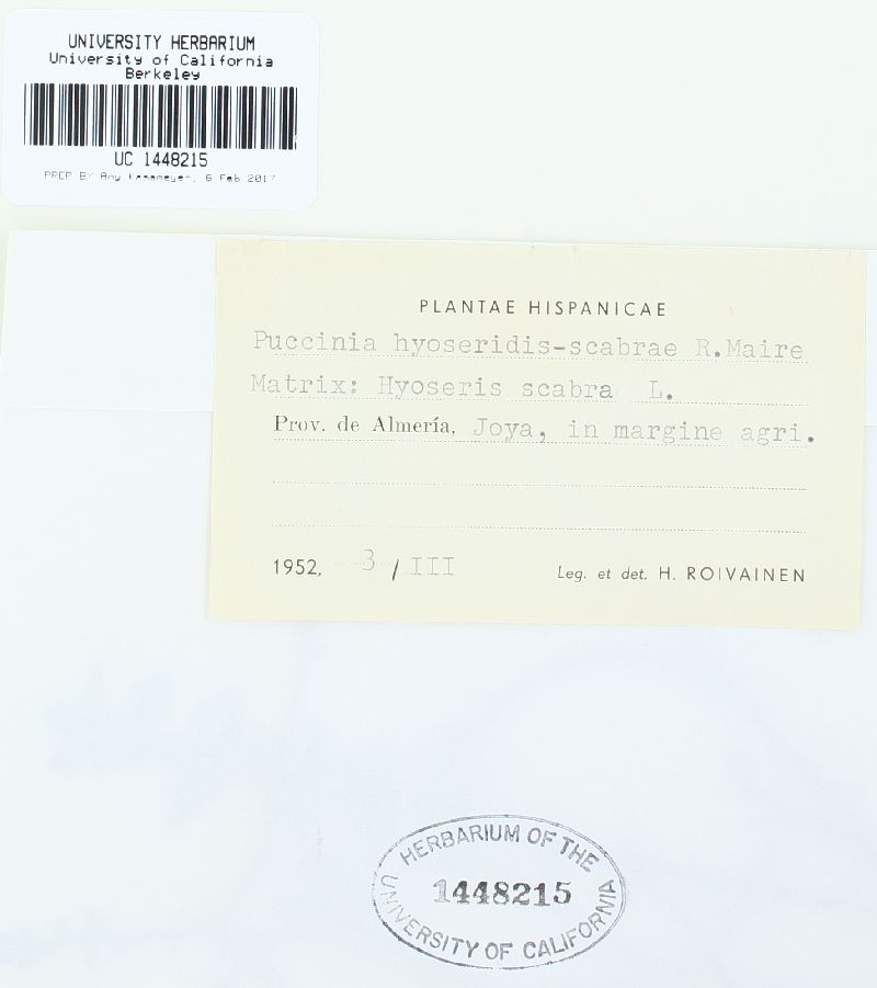 Puccinia hyoseridis-scabrae image