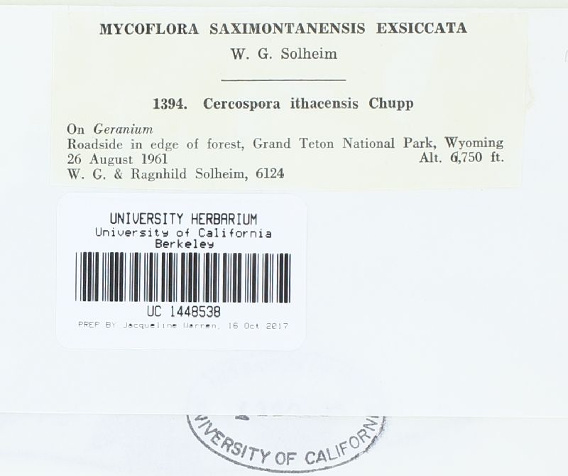 Cercospora ithacensis image