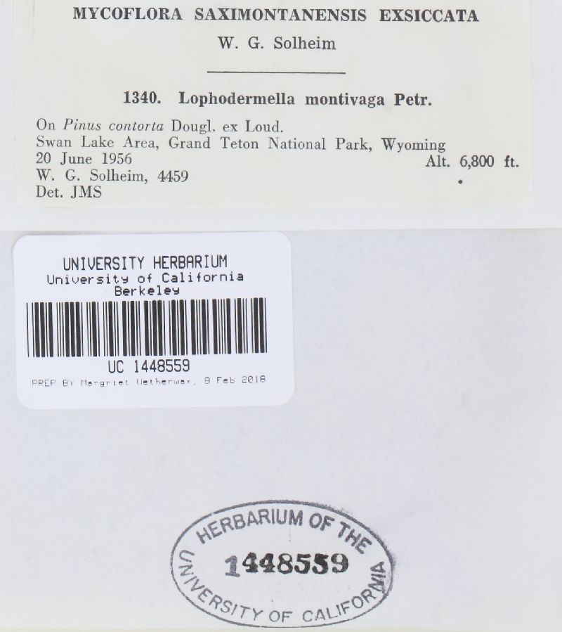 Lophodermella montivaga image
