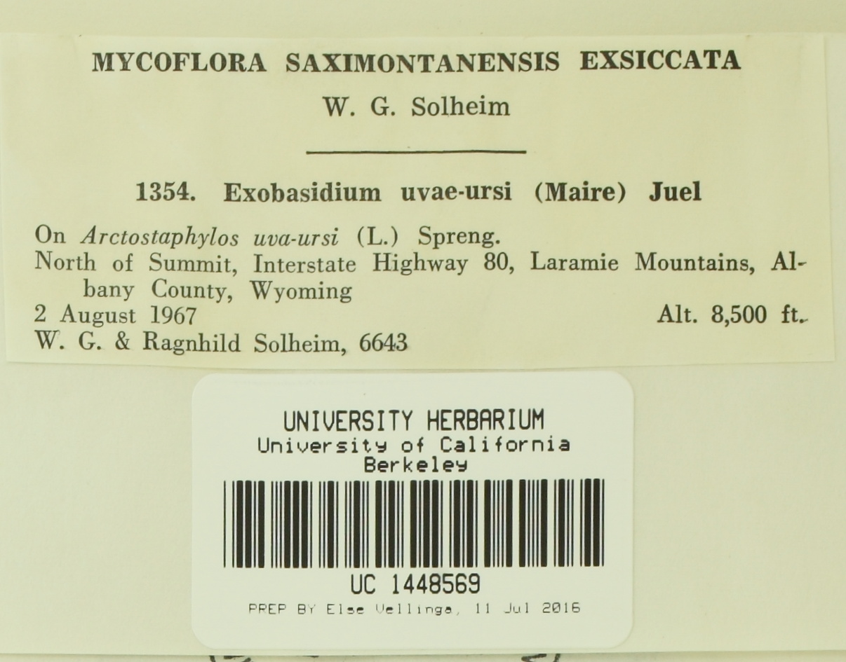Exobasidium uvae-ursi image