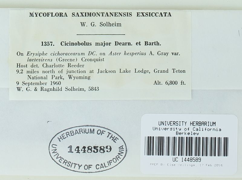 Cicinobolus major image