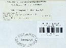 Melampsora lini image