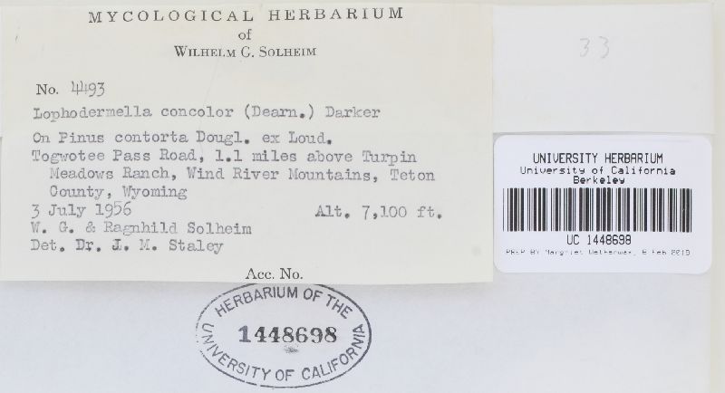 Lophodermella concolor image