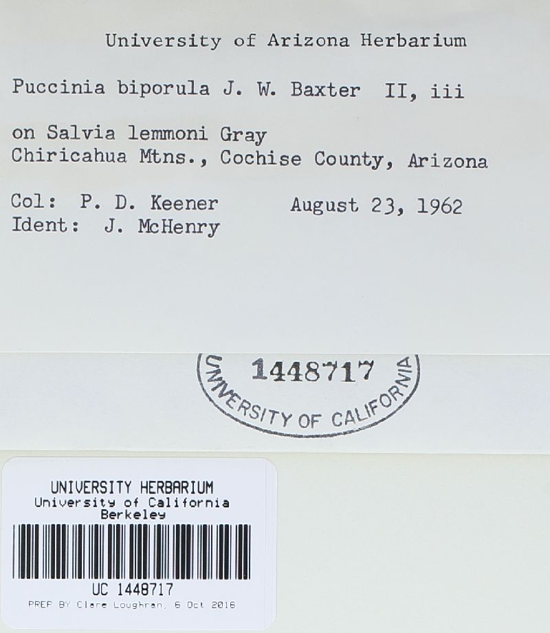 Puccinia biporula image